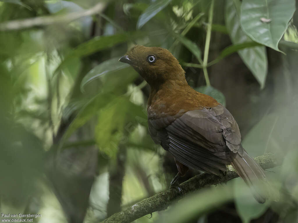 Coq-de-roche péruvien femelle adulte, identification