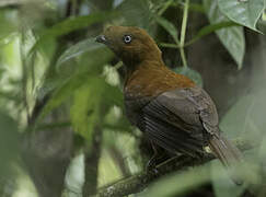 Andean Cock-of-the-rock