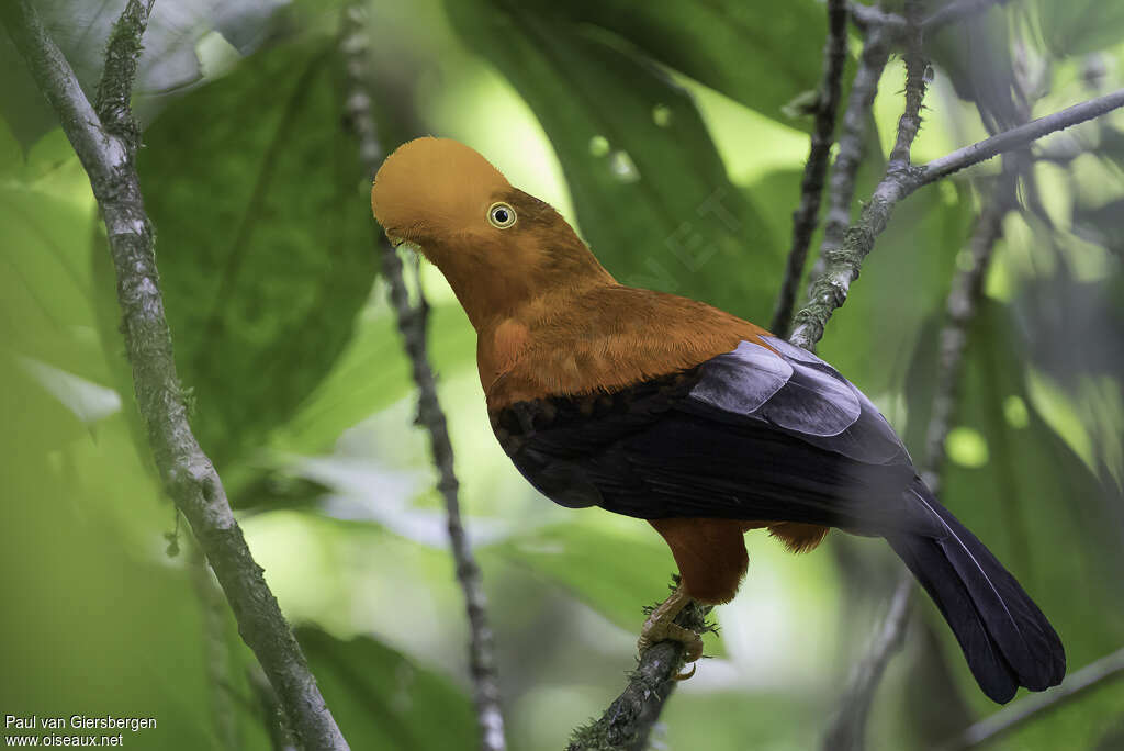 Andean Cock-of-the-rock male immature, identification