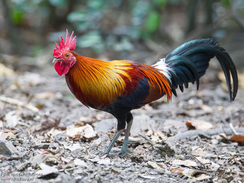 Red Junglefowl male adult, identification