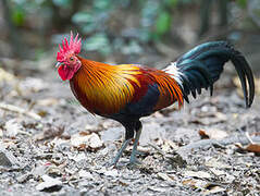 Red Junglefowl