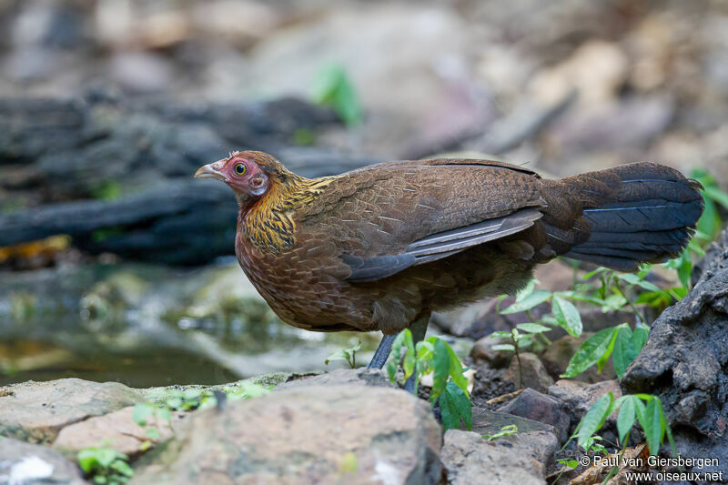 Red Junglefowl female adult