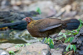 Red Junglefowl