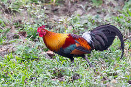 Red Junglefowl