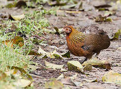 Red Junglefowl