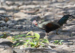 Green Junglefowl