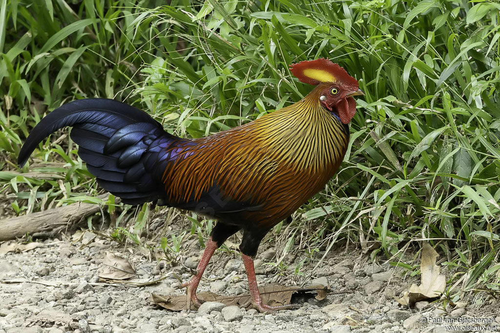 Coq de Lafayette mâle adulte