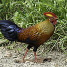 Coq de Lafayette