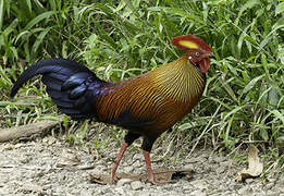 Sri Lanka Junglefowl