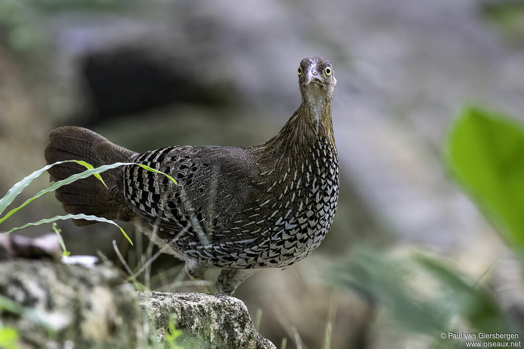 Sri Lanka Junglefowl female adult