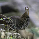 Coq de Lafayette