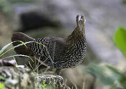 Sri Lanka Junglefowl