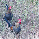 Coq de Sonnerat