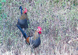 Grey Junglefowl