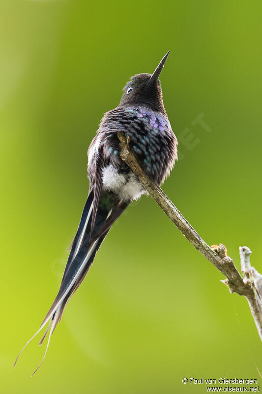 Green Thorntail male adult