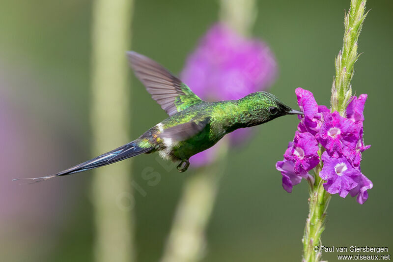 Green Thorntail male adult
