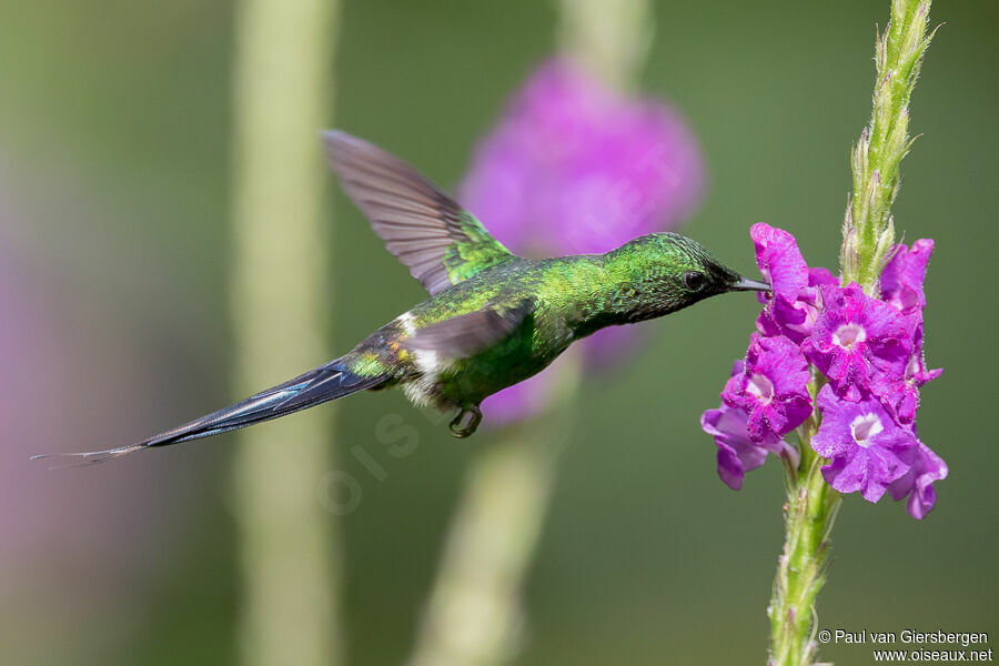 Green Thorntail male adult