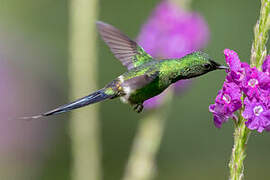 Green Thorntail