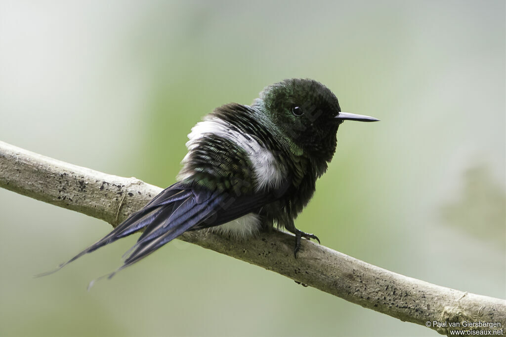 Green Thorntail male adult