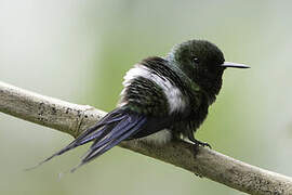 Green Thorntail