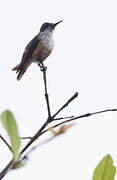 White-crested Coquette