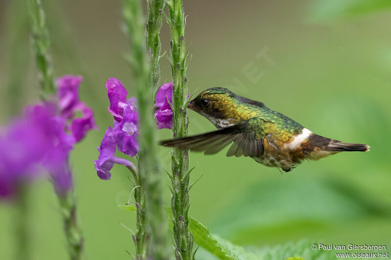 Black-crested Coquette female adult