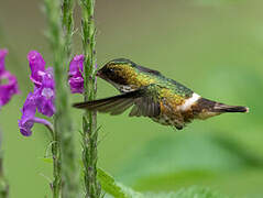 Black-crested Coquette