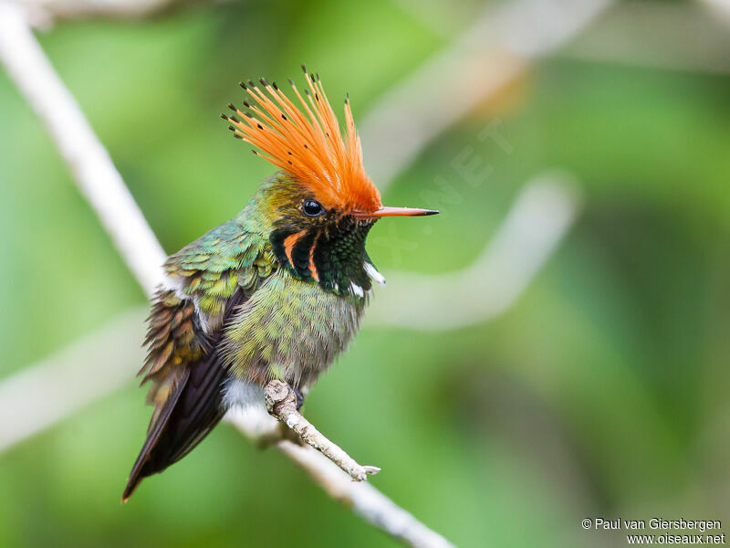 Rufous-crested Coquette