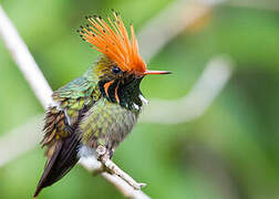 Rufous-crested Coquette