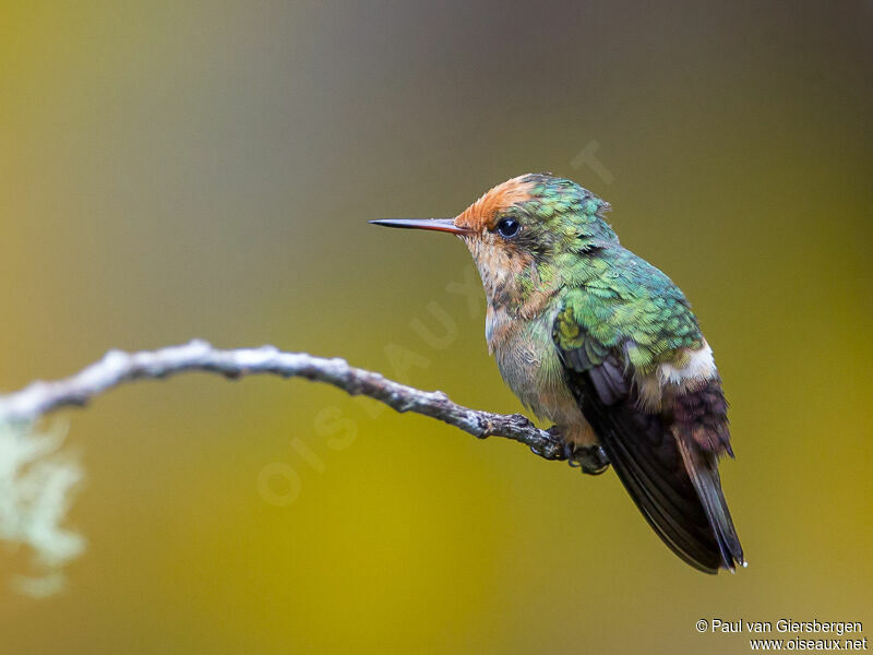 Rufous-crested Coquette