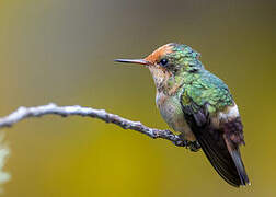 Rufous-crested Coquette