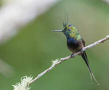 Wire-crested Thorntail