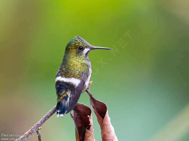 Wire-crested Thorntail female adult