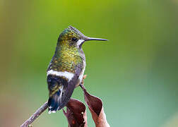 Wire-crested Thorntail