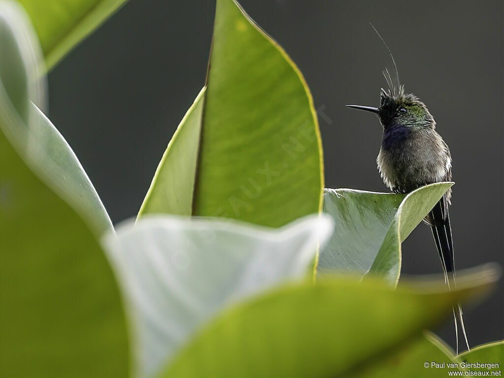 Wire-crested Thorntail male adult