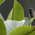 Coquette de Popelaire
