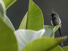 Wire-crested Thorntail