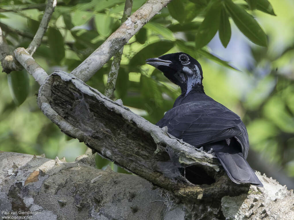 Bare-necked Fruitcrow female adult, identification