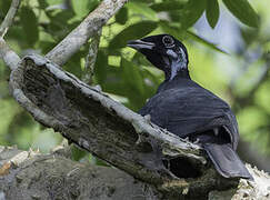 Bare-necked Fruitcrow