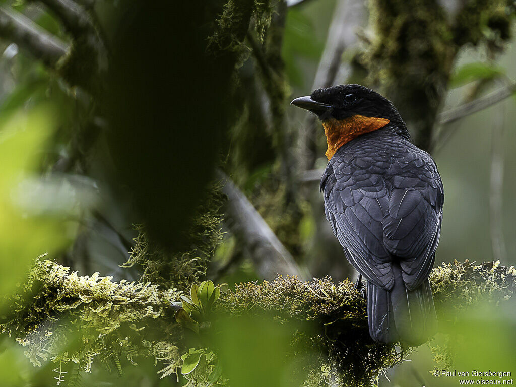 Red-ruffed Fruitcrowadult