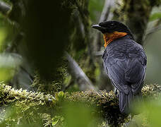 Red-ruffed Fruitcrow