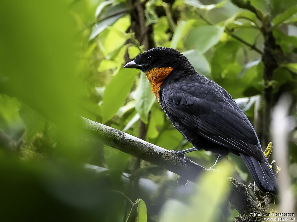 Red-ruffed Fruitcrowadult