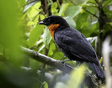 Red-ruffed Fruitcrow