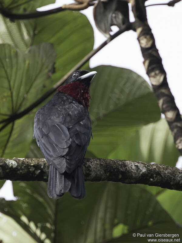 Purple-throated Fruitcrowadult