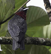 Purple-throated Fruitcrow