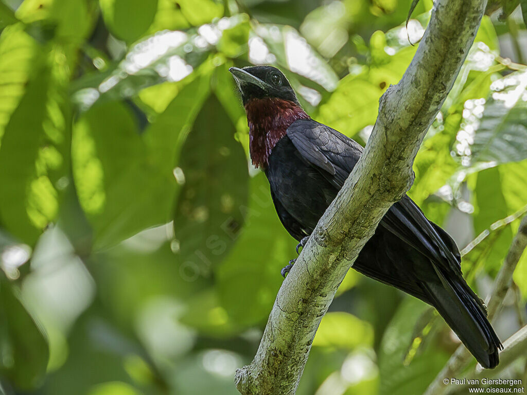 Coracine noire mâle adulte