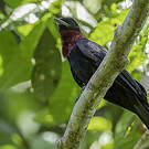 Coracine noire