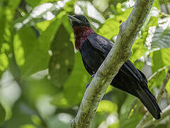 Purple-throated Fruitcrow