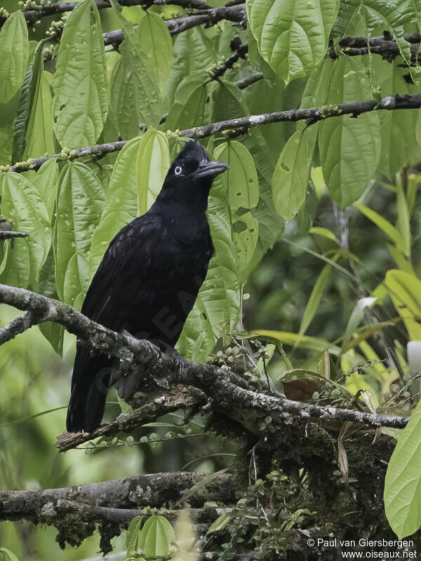 Amazonian Umbrellabird