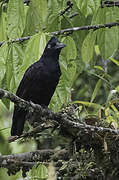 Amazonian Umbrellabird